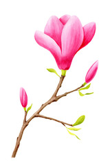 Watercolor pink magnolia flower with buds. Hand painted illustration isolated on white 