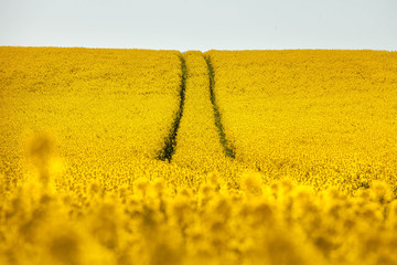 traces in rapeseed 