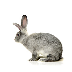 orange rabbit and grey rabbit on a white background
