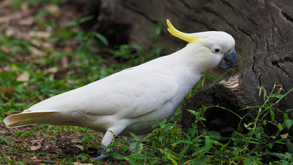 Sulphur-Crested Cockatoo