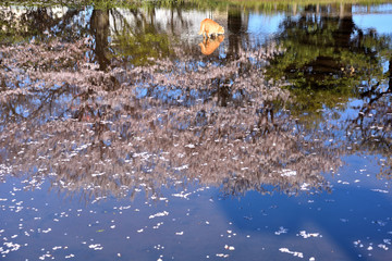 浅い池にいる猫と桜の写り込み