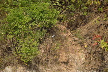 Jim corbett Tiger reserve forest in india