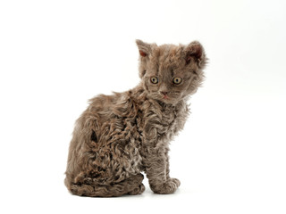 little funny kittens on a white background