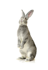  rabbit on a white background © zcy