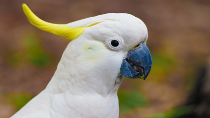 Australian Cockatoo