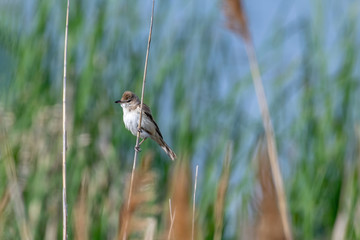 Great reed warbler bird ( Acrocephalus arundinaceus).Wildlife photo