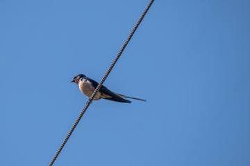 Barn swallow (Hirundo rustica) sitting on a wire