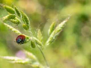 Macro photo of Crysomela populi bug on green leaf