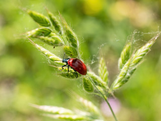 Naklejka premium Macro photo of Crysomela populi bug on green leaf