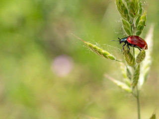 Macro photo of Crysomela populi bug on green leaf