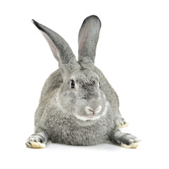 Fototapeta na wymiar rabbit on a white background