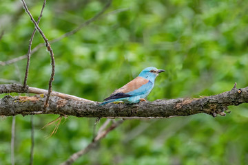 European roller (Coracias garrulus) perched on a branch with unfocused background
