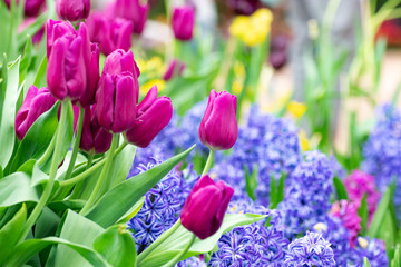 colorful of tulip flowers field in spring season, purple tulip