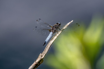 Libellula fulva - Scarce Chaser. Azure-blue dragonfly resting