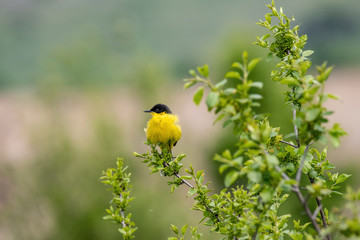 Black headed yellow wagtail (motacilla flava) in natural habitat