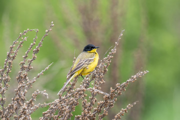 Black headed yellow wagtail (motacilla flava) in natural habitat