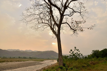 Fototapeta na wymiar Jim corbett Tiger reserve forest in india