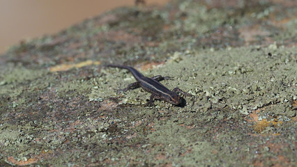 Skink Lizard