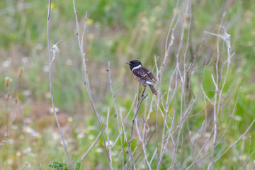 Stonechat (Saxicola torquatus) on the branch, Bulgaria