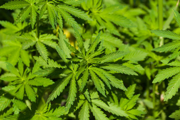 Naklejka na ściany i meble A green branch of Cannabis sativa (Cannabis indica, Marijuana) medicinal plant with leaves.