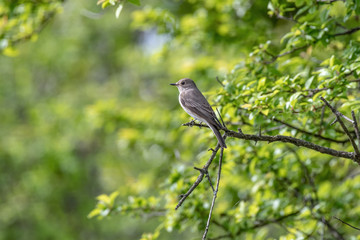 Spotted Flycatcher ( Muscicapa striata) sitting on the branch in the forest.