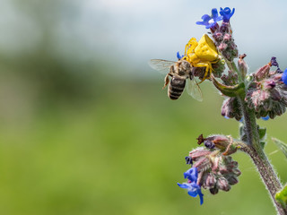 Yellow Crab spider Misumenoides formosipes with prey