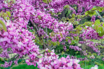 Obraz premium lush branches of pink sakura. The first photos of sakura flowers in early spring.