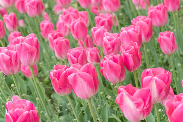 beautiful pink tulips in the garden. The first photos flowers in early spring.