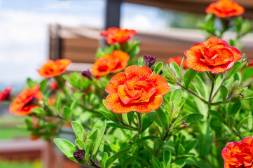 Calibrachoa flower in bloom