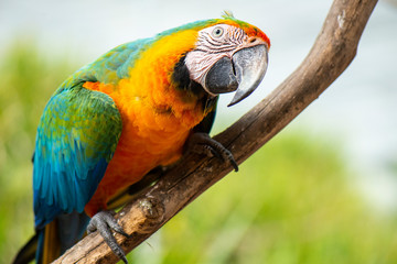 Beautiful Macaw bird