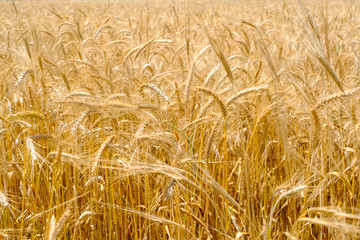Fragment of a wheat field