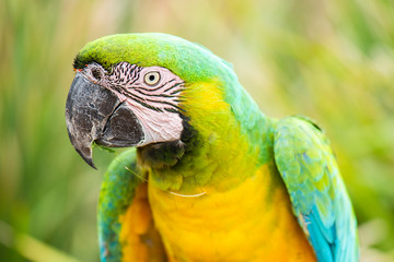 Beautiful Macaw bird