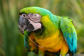 Beautiful Macaw bird