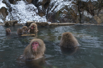 Obraz premium 温泉に入るサル スノーモンキー