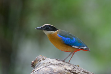 Blue-wing Pitta, Beautiful bird in Thailand