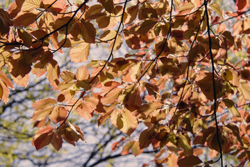 Yellow autumn linden leafs texture