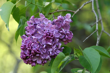 A bunch of lilac varieties 
