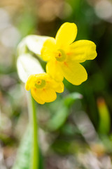 Yellow mountain flower in northern Spain in full bloom in spring