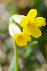 Yellow mountain flower in northern Spain in full bloom in spring