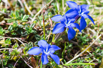 Macro photography of gentiana verna, flower in the Cantabrian mountains of northern Spain