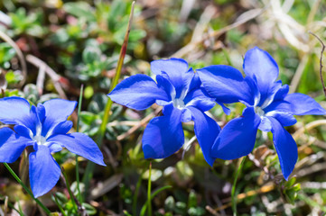 Macro photography of gentiana verna, flower in the Cantabrian mountains of northern Spain