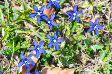 Macro photography of gentiana verna, flower in the Cantabrian mountains of northern Spain