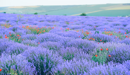 Obraz premium lavender flower field, beautiful summer landscape