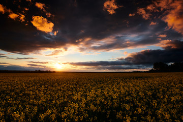 Rapeseed flowers at evening. Beautiful sunset with dark blue sky, bright sunlight and clouds.