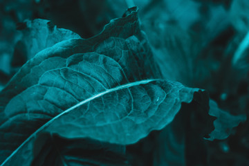 Close up tropical nature green leaf texture background. Tropical forest and travel adventure...