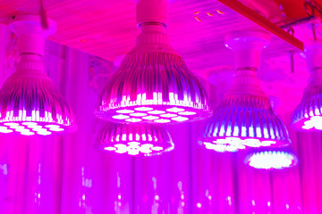  LED Grow Light Full Spectrum phyto light lamps for plants, lightening of seedlings and plants in...