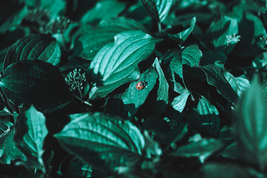 Green Leaves With A Small Ladybird Background. Green Leaves Color Tone Dark In The Morning. Plant,environment, Photo Concept Nature And Plant.