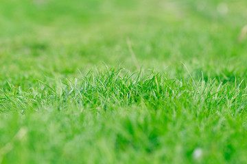 Blurred green grass. Natural background texture.