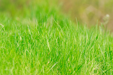 Perfect green background by the fresh grass. Blurred background.