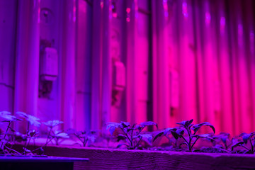 Growing seedlings under special artificial LED Grow Light Full Spectrum phyto lamps with a spectrum...